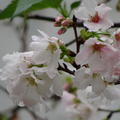 2010季末的櫻花