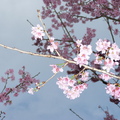 【最美的春日時光】－棲蘭賞櫻。