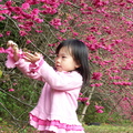 【最美的春日時光】－春天、櫻花、小可愛的相遇