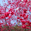【最美的春日時光】－棲蘭賞櫻。