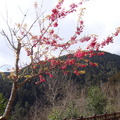 【最美的春日時光】－太平山上。