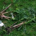 柯蘿莎颱風造成香蕉樹的折損！