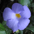 淡紫立鶴花