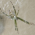 這隻蜘蛛在小庭院的莿䓤下樹下結多層式立體狀蜘網，小子想竭澤而漁嚒？！