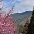 2011年武陵的春天 - 1