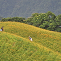 20110901&02花蓮六十石山 - 1