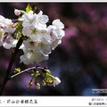 陽明山前山公園的大島櫻儘管數量不多，然而雪白的花色，又淡淡抹上粉色胭脂，真可說是櫻之家族白裡透紅的首席代表。