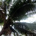 其中一戶豪宅的椰子樹 上面有許多椰子咧