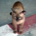 歐歐...來泰國發現的第一隻野貓  居然就是暹羅貓!!!! 真是太給面子了