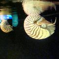 鸚鵡螺~~~鸚鵡螺~~~(我為何一直對鸚鵡螺有好感 我也想不透)