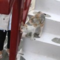 米克諾斯鎮巷子裡 遇到第一隻撒嬌自來貓