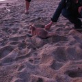 普拉提吉羅斯海灘上超有活力之糾纏貓(一直跟著這對母女不放)