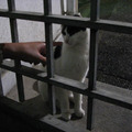 在聖托里尼走往費拉鎮時 民宅裡的貓