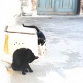 經過重重民宅與飯店 還在懊惱伊亞怎麼都是狗的時候 發現兩隻小貓