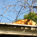 屋頂有隻黃貓 再偷偷的對妞妞面授機宜