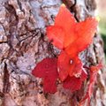 秋天  自樹幹直接長出的楓葉  就是紅色