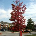 Dallas 11月　楓紅層層疊疊
