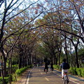 東豐綠色走廊騎單車 - 3