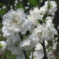 木柵杏花林  栽種25年  每年二月開  杏花花期很短 僅四週是盛況
有白色粉色  清秀典雅  各個取勝  
不比櫻花  以量取勝  繁華美豔