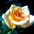 盛開的黃玫瑰  如二十到三十的女人
