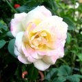 初開之香水玫瑰  是黃白色  特香喔