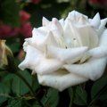粉色玫瑰   有時色淡到像白玫瑰