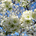 一叢叢雪白色的花朵、簇擁成諾大的一棵樹；龐大的白花蓬，罩在粗獷高聳的樹幹上。這是 Bradford Pear，翻作布拉德福德梨，又稱「豆梨」。
廣泛種植在整個北美，作為觀賞樹。