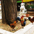 麗江指雲寺的放生雞