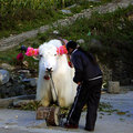 往松藩路上-供拍照的白犛牛