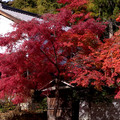 京都 高雄 西明寺