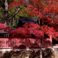 京都 高雄 西明寺