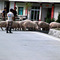 馬路上直接就有豬群跟車搶道