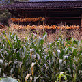 秋收的季節，屋上曬穀物，屋前的農作還沒收割，必須由旁邊劃開一條路通到家門前