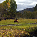 馬與犛牛和平共處於同一草原