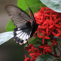 翩翩雙蝶，以紅色的仙丹花叢為洞房，在夏日的午后完成短暫生命中的重要任務，讓下一個世代美麗的繁衍。
