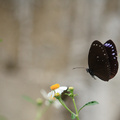 劍南蝶園 - 紫斑蝶