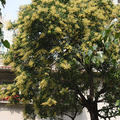 夏天的樹 - 芒果花
