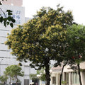 夏天的樹 - 人行道有芒果樹