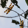 洲美九份溝 - 罕見的彩棠蜻蜓