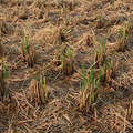 洲美九份溝 - 稻樁生綠苗，長成將再結稻穀