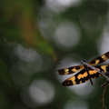 洲美九份溝 - 罕見的彩裳蜻蜓