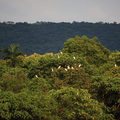 洲美九份溝 - 鷺鷥棲樹頭