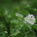 八煙聚落 - 紋白蝶