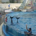 花蓮海洋公園的海豚