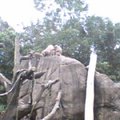 木柵動物園的猴子...
越來越喜歡猴子了...
愛你喔