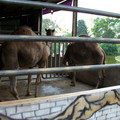 兩隻駱駝