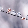 雪球鳥