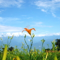 這是跟著學攝影的老師的另一個行程, 遠征到花蓮去. 滿山滿谷的金針花, 怎麼拍都好看.