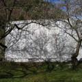 樹影印在牆上