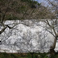 樹影印在牆上